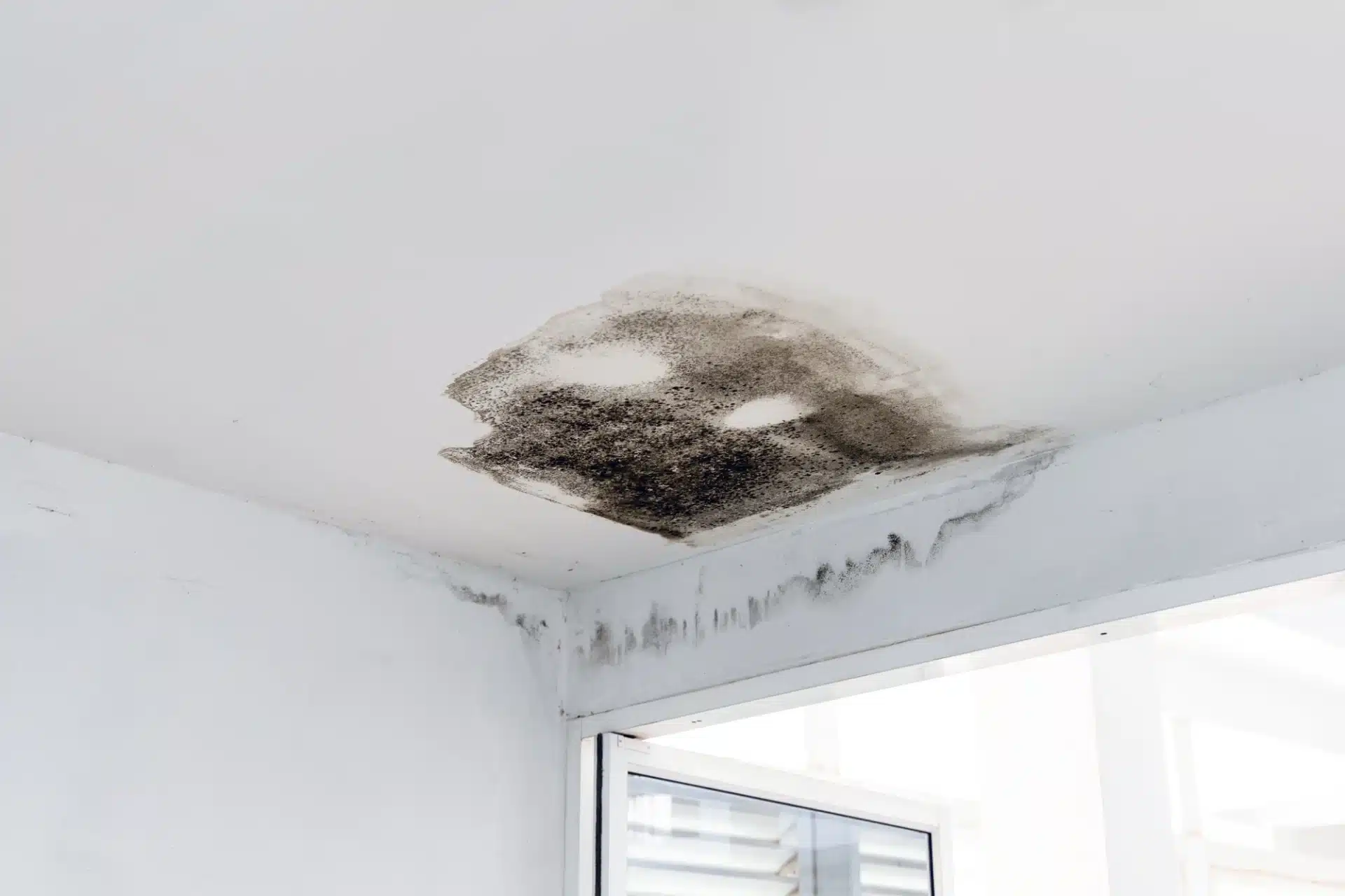 grindstone guys leak moldy